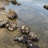 Oysters, Burns Bay